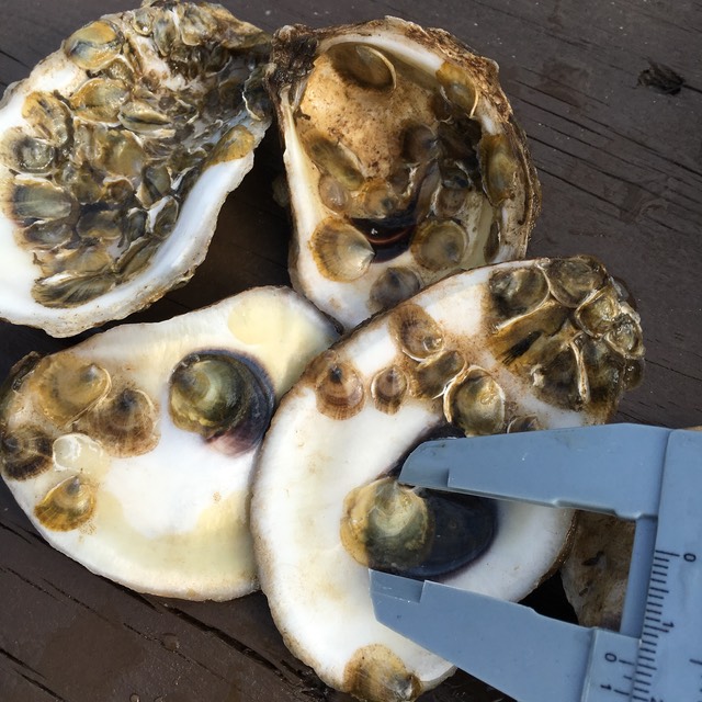 oyster spat measurement
